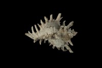 藏品(亞洲千手螺)的圖片